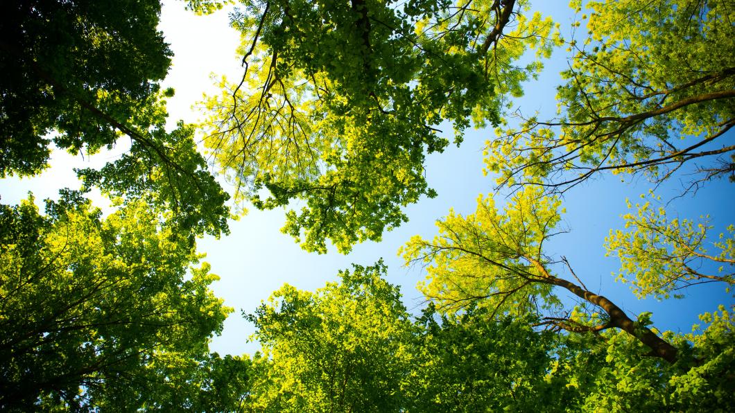 Bomen toppen